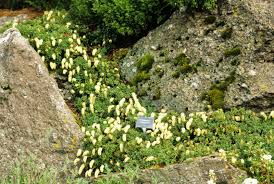 Image result for Diclis tenella