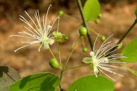 Image result for Capparis citrifolia