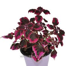 Image result for Coleus shirensis