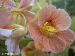 Pin On Kingdom Plantae