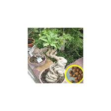 Image result for Cussonia natalensis