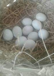 We did not find results for: Telornya Berwarna Biru 10 Telur Di Ayam Bangkok Vietnam Facebook