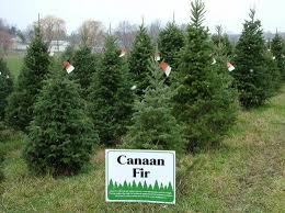 Native to the east coast. Canaan Fir Types Of Christmas Trees Fir Christmas Tree Christmas Tree