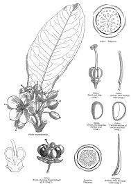 Image result for Ochnaceae