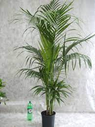 Wenn pflanzen vom schimmel befallen sind, dann bildet sich eine weißliche schicht auf den blättern aus. Kentia Palme Tuff Kentia Palme Palmen Pflanzen Palmen