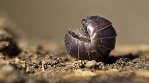 In questa pagina troverai soluzioni naturali e sicure che miglioreranno le tue produzioni. Piccoli Crostacei Dalla Corazza Resistente Cosa Sono I Porcellini Di Terra A Cosa Servono E Come Liberarsene In Maniera Naturale