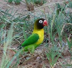 Yellow Collared Lovebird Agapornis Personatus Feeding In The Grass The Internet Bird Collection Hbw Alive Love Birds Beautiful Birds Pet Birds
