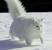 Norwegian Forest Cat Black