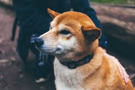 So, whereas musk would possibly cheer for an entertaining universe the place doge is the foreign money, it's not prone to occur right here. Elon Musk Says Dogecoin S High Supply Relative To Bitcoin Can Actually Be An Advantage Benzinga
