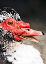 Bird With Red Neck 33 Muscovy Duck Facts Red Faced Musky Duck Goose Justbirding Com Muscovy Duck Birds Planet Pictures