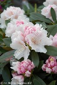 Rozanecznik Schneekrone Wys 0 9m Szer 1 3 M Z 6a Rhododendron Plants Flowers