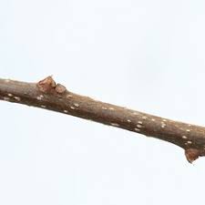 Image result for Celastraceae