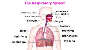Check spelling or type a new query. The Respiratory System Youtube