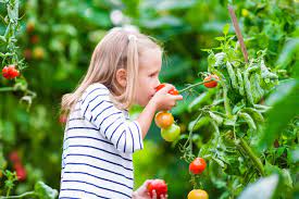 Not sure what to plant in your vegetable plot? Vegetable Gardening For Beginners The Basics Of Planting Growing The Old Farmer S Almanac