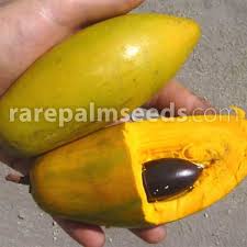Highly favored in the tropics, the canistel is rarely grown in the united states. Pouteria Campechiana Canistel Sapote Buy Seeds At Rarepalmseeds Com