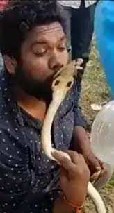 Spectacled Cobra and Human Interaction