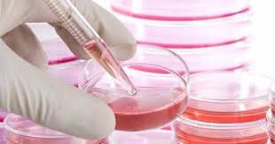 Induced pluripotent stem cells) نوعاً من الخلايا المُهندّسة في المختبر من خلال يُمكن استخدام الخلايا الجذعية لتوليد أعضاء جديدة لاستخدامها في عمليات زراعة الأعضاء، إذ إنّ ذلك يُقلل من احتمالية رفض العضو المزروع. Ø£Ø¨ÙˆØ¸Ø¨Ù‰ Ù„Ù„Ø®Ù„Ø§ÙŠØ§ Ø§Ù„Ø¬Ø°Ø¹ÙŠØ© ÙŠØ¨Ø¯Ø£ Ø¥Ø¬Ø±Ø§Ø¡ Ø¹Ù…Ù„ÙŠØ§Øª Ø²Ø±Ø§Ø¹Ø© Ø§Ù„Ù†Ø®Ø§Ø¹ Ø§Ù„Ø¹Ø¸Ù…Ù‰ Ø¨Ø§Ù„Ø¥Ù…Ø§Ø±Ø§Øª Ø§Ù„ÙŠÙˆÙ… Ø§Ù„Ø³Ø§Ø¨Ø¹