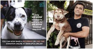 Post up your dogs adoption free posting facebook page malaysia kuala lumpur adopt puppy give dog puppy a new home dog foster home. Animal Shelters Are Struggling This Mco Here Are 5 Places You Can Contribute To World Of Buzz