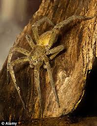 It is most commonly found in swampy regions. The Fate Of The Man Bitten By Brazilian Wandering Spider That Got To Britain In Tesco Bananas Daily Mail Online