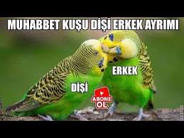 Batuhan Colak Youtube