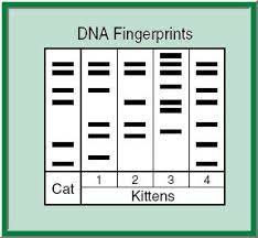 Pedigree worksheet with answer key. Http Ndinbre Med Und Edu Biotech Files Dna 20fingerprinting 20worksheet2 Pdf