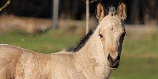 Buckskin Horses All You Need To Know