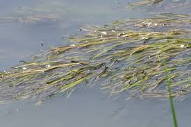 Image result for Stuckenia