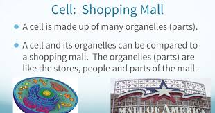 If you should a plant, you will have to also include (chloroplasts, large. Cell Analogy Project Google Slides