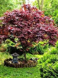 Common potted acer tree problems how to prevent them fantastic. Maple Tree Diseases Common Problems With Maples The Tree Center