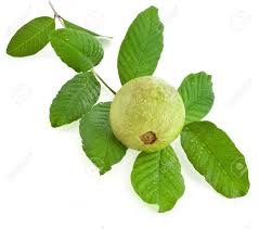 Description guava, psidium guajava, is an evergreen shrub or small tree in the family myrtaceae grown for its edible fruits. Branch Guava Fruit Tree With Water Drops Isolated On White Background Stock Photo Picture And Royalty Free Image Image 18870418