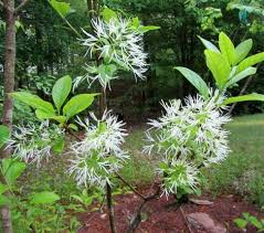 Image result for Chionanthus battiscombei