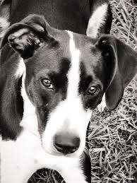 Pin By Lori Haws On Cute Animals Cute Dogs Breeds Border Collie Mix Puppies Picture Borders