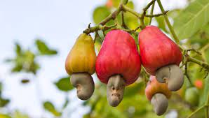 Cashew tree with raw fruit and nut. Cashews The World S Healthiest Food Plant Talk Nurserylive Wikipedia