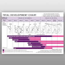 fetal development chart pdf 2019