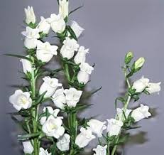 Campanula Canterbury Bells White White Flowers Flowers Wedding Flowers