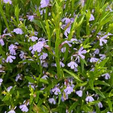 Image result for Monopsis