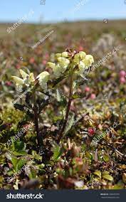 Pedicularis Capitata Images Stock Photos Vectors Shutterstock