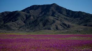 Chile: El Niño transforma deserto de Atacama em tapete de flores