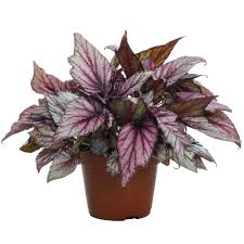 It is this begonia that gave rise to today's. Begonia Rex Hugh Mclauchlan Houseplant For Sale Free Uk Delivery