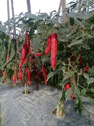 Kamu yang paling menyolok jika tanaman jagung diserang jamur ini adalah adanya beberapa butiran jagung pada tongkolnya menjadi jauh lebih besar dari ukuran normal. Pengaruh Yang Merugikan Dengan Adanya Gulma Pada Lahan Pertanian Tips Petani