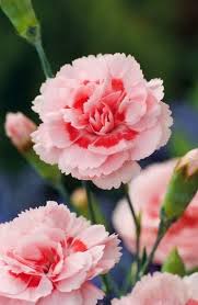 Flowers Gardens Pink Carnation Doris Carnation Flower Beautiful Flowers Flowers