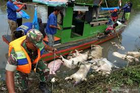 כולל חוות דעת על 3 מלונות ב pulau babi besar, מלזיה. Pemkot Palembang Selidiki Kasus Ratusan Babi Mati Mendadak Antara News