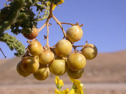 Image result for Solanum tettense