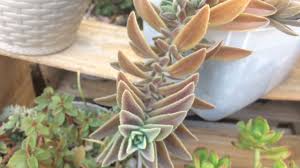 Image result for Aeollanthus parvifolius