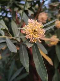 Image result for Gnidia goetzeana