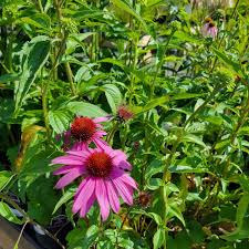 Image result for Echinacea purpurea `Magnus`