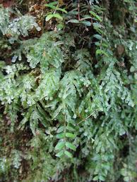 Image result for Polyphlebium