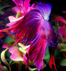 Can be maintained in small jars without using an aerator. Images For Most Beautiful Betta Fish In The World Betta Fish Pet Fish Siamese Fighting Fish
