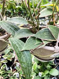 Image result for Carvalhoa macrophylla