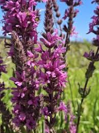 Image result for Lythraceae